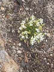 Mononeuria groenlandica