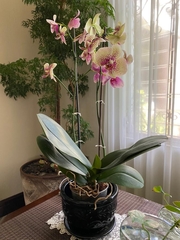 Phalaenopsis