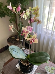 Phalaenopsis