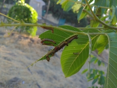 Oedemasia concinna