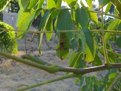 Oedemasia concinna