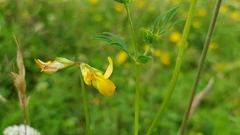 Lotus corniculatus