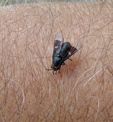 Chrysops carbonarius