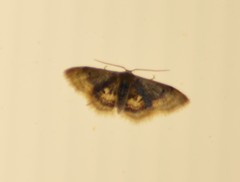 Idaea scintillularia