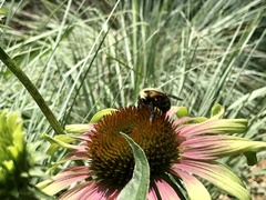 Bombus griseocollis