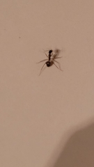 Camponotus