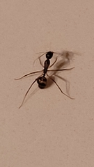 Camponotus