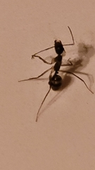 Camponotus