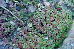 Crassula umbellata