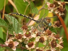 Onychogomphus forcipatus