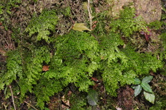 Hymenophyllum polyanthos