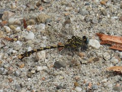 Onychogomphus uncatus