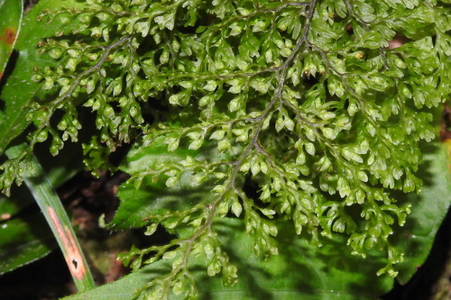 Hymenophyllum polyanthos iNat (2)