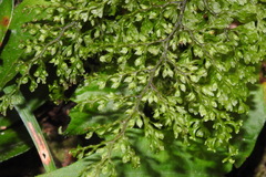 Hymenophyllum polyanthos