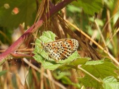 Melitaea didyma