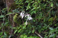 Calanthe arisanensis