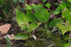 Eucosia longirostrata