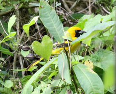 Icterus mesomelas