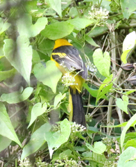 Icterus mesomelas