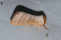 Datana drexelii
