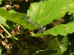 Platycnemis pennipes
