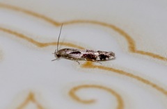 Mompha sturnipennella