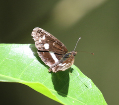 Castilia