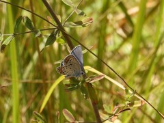 Plebejus