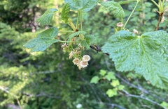 Ribes acerifolium