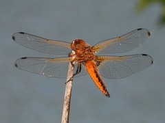 Libellula fulva