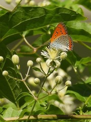 Lycaena dispar