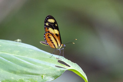 Mechanitis lysimnia nesaea