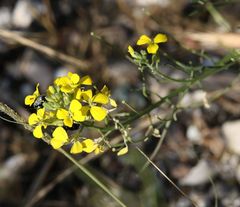 Erysimum rhaeticum