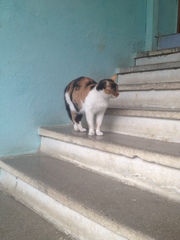 Felis catus