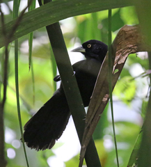 Amblycercus holosericeus