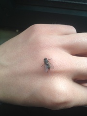 Muscidae