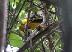 Icterus mesomelas