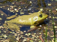 Lithobates catesbeianus
