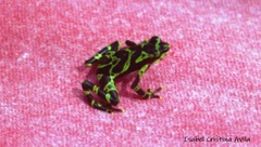 Atelopus spurrelli