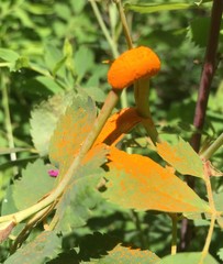 Phragmidium mucronatum