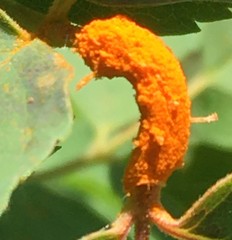 Phragmidium mucronatum