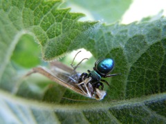 Sassacus papenhoei