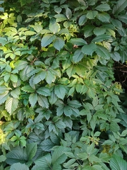 Parthenocissus inserta