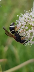Ancistrocerus oviventris