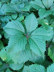 Parthenocissus inserta