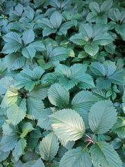 Parthenocissus inserta