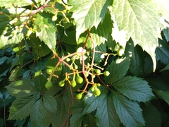 Parthenocissus inserta