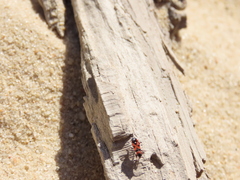 Horvathiolus gibbicollis
