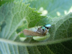 Sassacus papenhoei