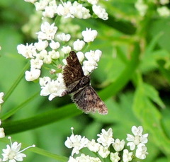 Heliothela wulfeniana